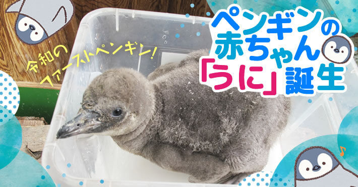 羽村市動物公園ペンギンの赤ちゃんうに誕生